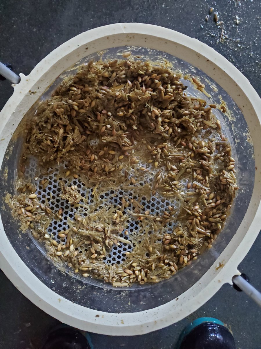MikaylaMorden's tweet photo. #MiksModules 😂: Below is a nice Amisk barley silage.. BUT it was only 53% moisture. Kernels are not available to the cow and the NDF running through the rumen too fast. Going to try to slow the rate of passage as much as we can... but unfortunately.. #dilutionisthesolution here https://t.co/y2RtxkHcQq