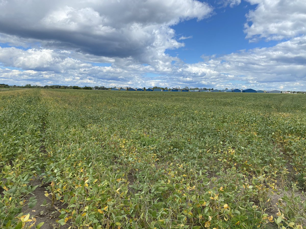 ReaneyCass's tweet photo. Really nice field of #Fryatt, seeing 80-110 pods per plants. #IPSoybeans #NonGmo #OntAg #HarvestIsComing https://t.co/d63RoE0245