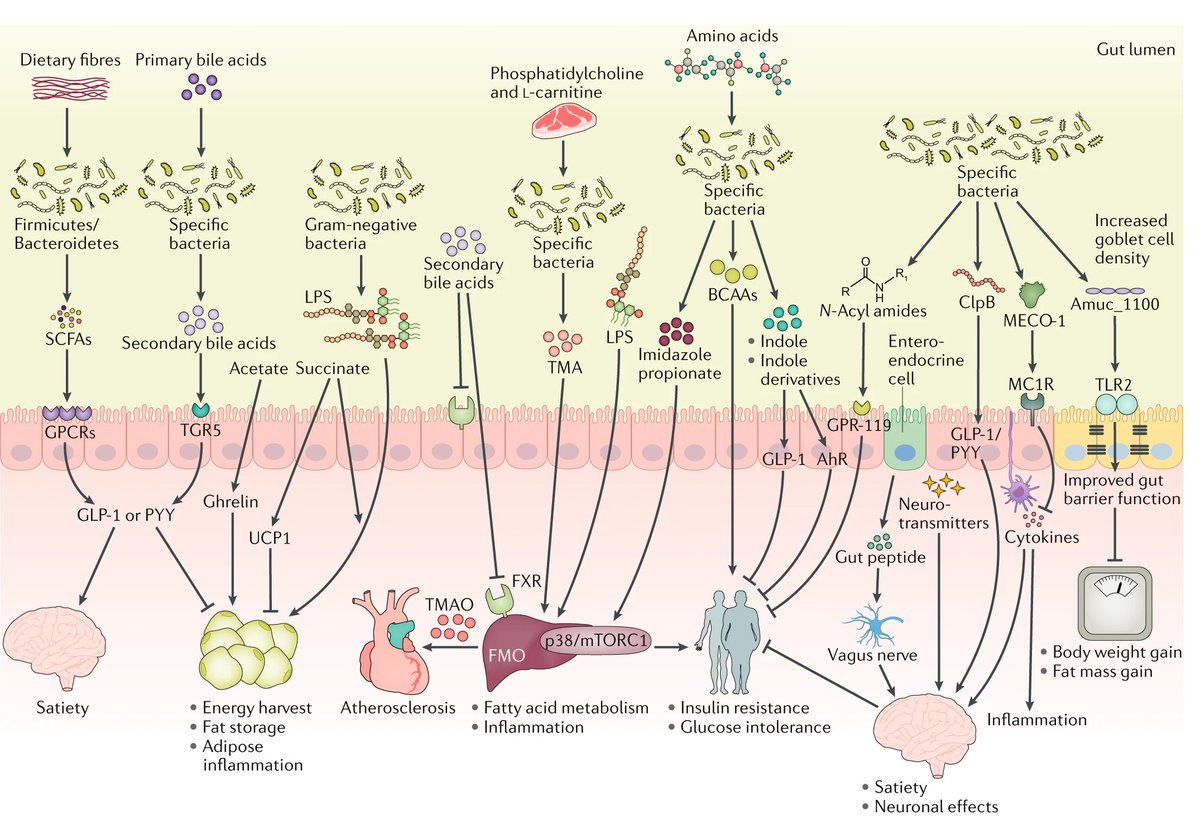 NatureRevMicro's tweet photo. Gut microbiota in human metabolic health and disease

Fan &amp; Pedersen discuss how the gut microbiota and derived microbial compounds may contribute to human metabolic health and to the pathogenesis of common metabolic diseases

https://t.co/yneyIrGq88

@Metabolcenter https://t.co/yjLSnfaWBu