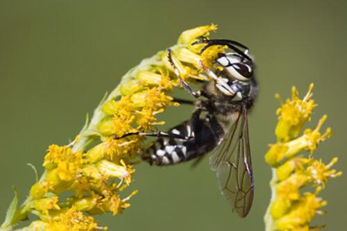 ppsriverregion's tweet photo. Planning an outdoor event? Stinging insects pestering you and your family? Contacting a professional exterminator, like Extermitech, can save you both time and money. Call (334) 209‑4590. 

#extermitech #pestcontrol #wasps #bees #flyinginsects #montgomery #wetumpka #prattville https://t.co/1q5KBAmYXm