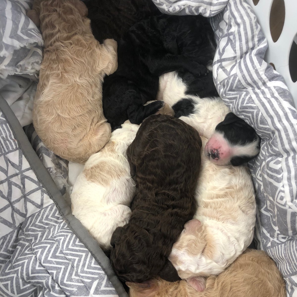 Noah's Ark Animal Clinics tweet media