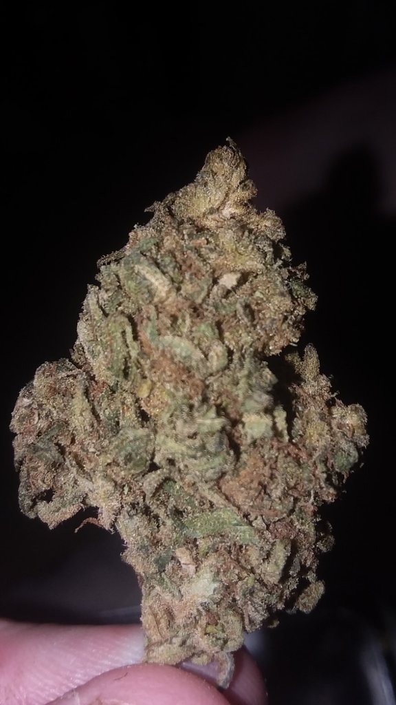WeRTrippyHippy's tweet photo. Afghan landrace, unknown percentage https://t.co/oiLRIvgt3d
