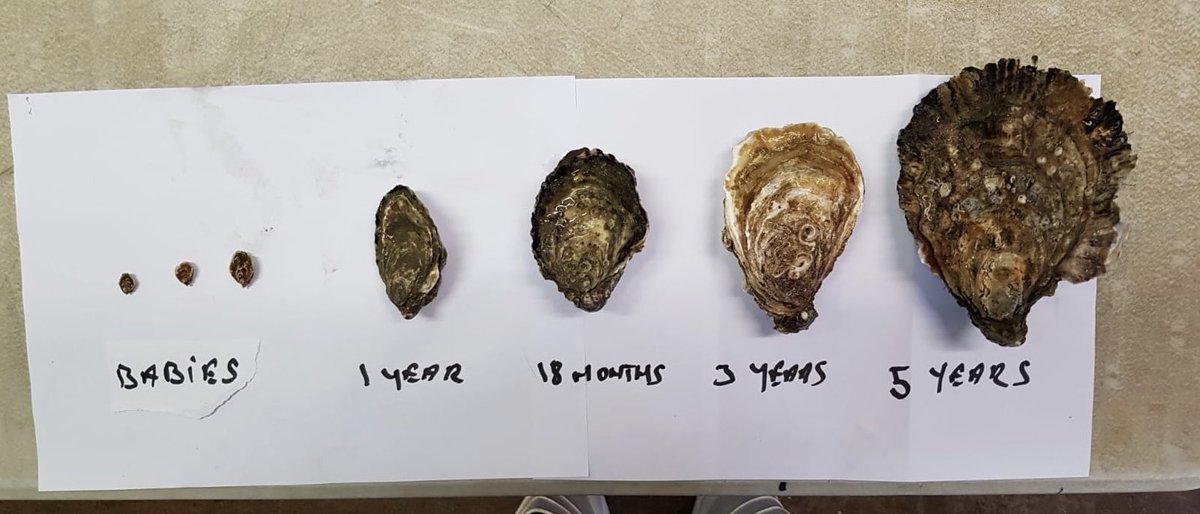 TheBulmanBar's tweet photo. Jamie from @havenshellfish showed me the baby oysters for bedding in Oysterhaven !! They should be on your plate in 3 years time. In the meantime there are plenty to eat right now. #havenshellfish #wildatlanticway #kinsale #oysters https://t.co/7Ofx6Py8zQ