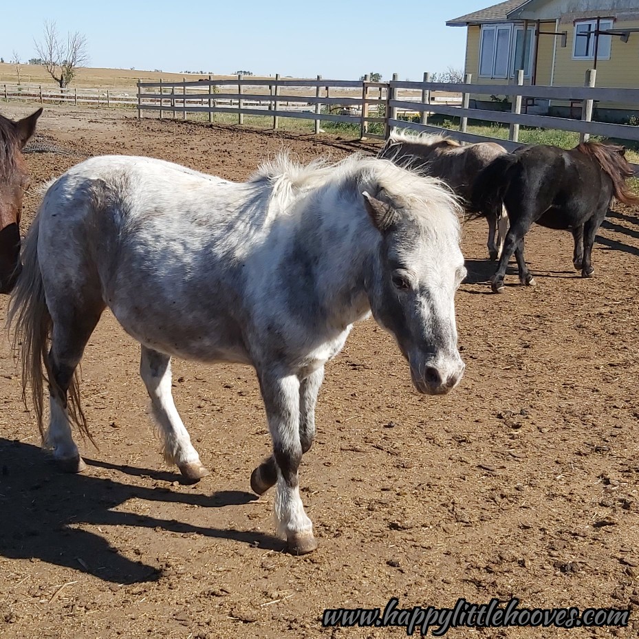 HoovesHappy's tweet photo. Peanut is starting to fuzz up again. Lol. #happylittlehooves #peanutthepony #peanutbutter #winterwoolies #fuzzypony #ponyhour #minihorses #horses #ponies #minihorse https://t.co/TOsOeAidjj