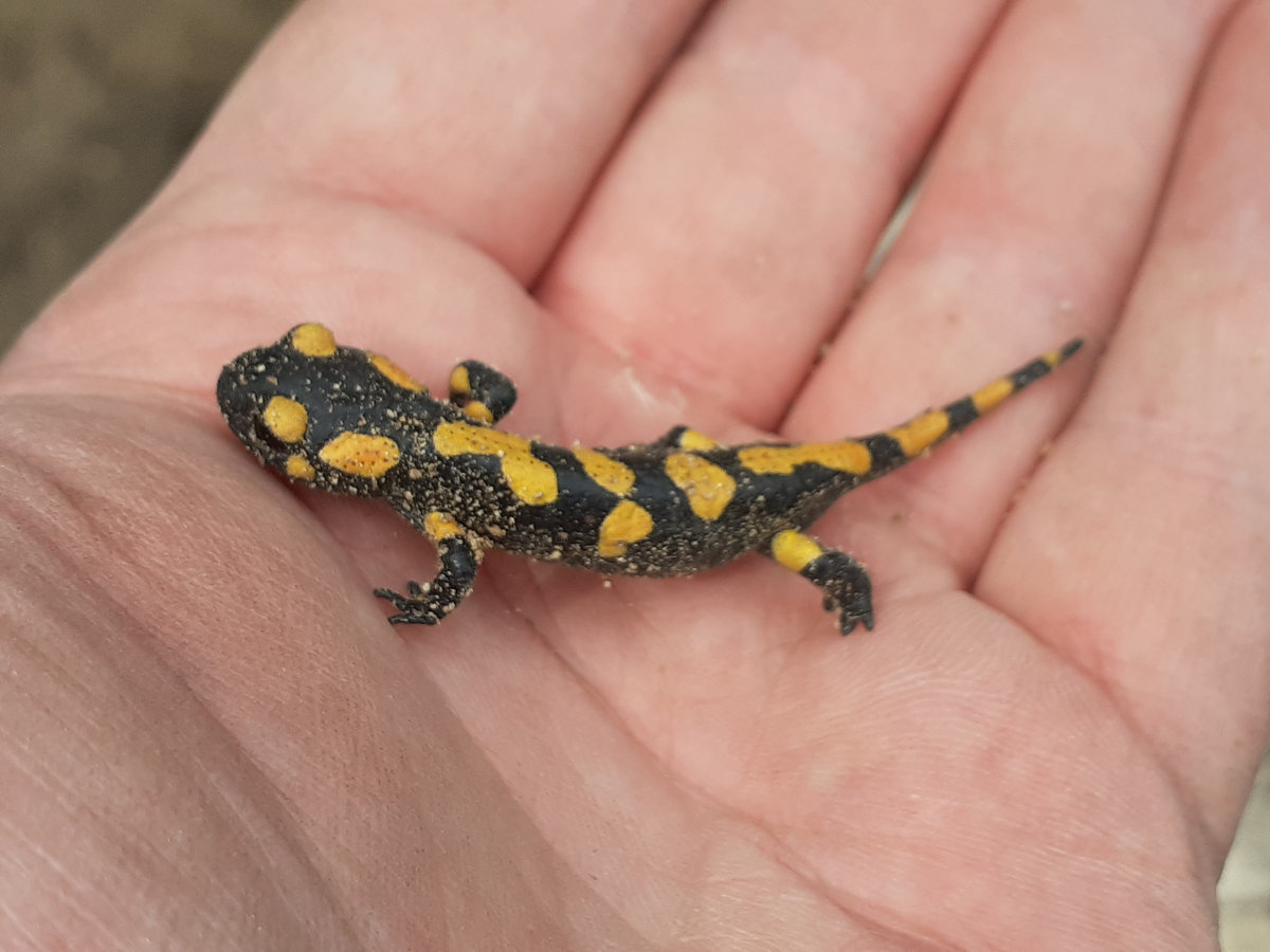 burgried's tweet photo. We're back again! With dragons and snakes! And plenty of scrub bashing, back-filling and lots of inspiring new ideas for this beautiful old place! 🐍🦎🕷️🌿 #heritage #preservation #volunteering #scrubbashing #dosomethingood https://t.co/ThXJ05l7SJ