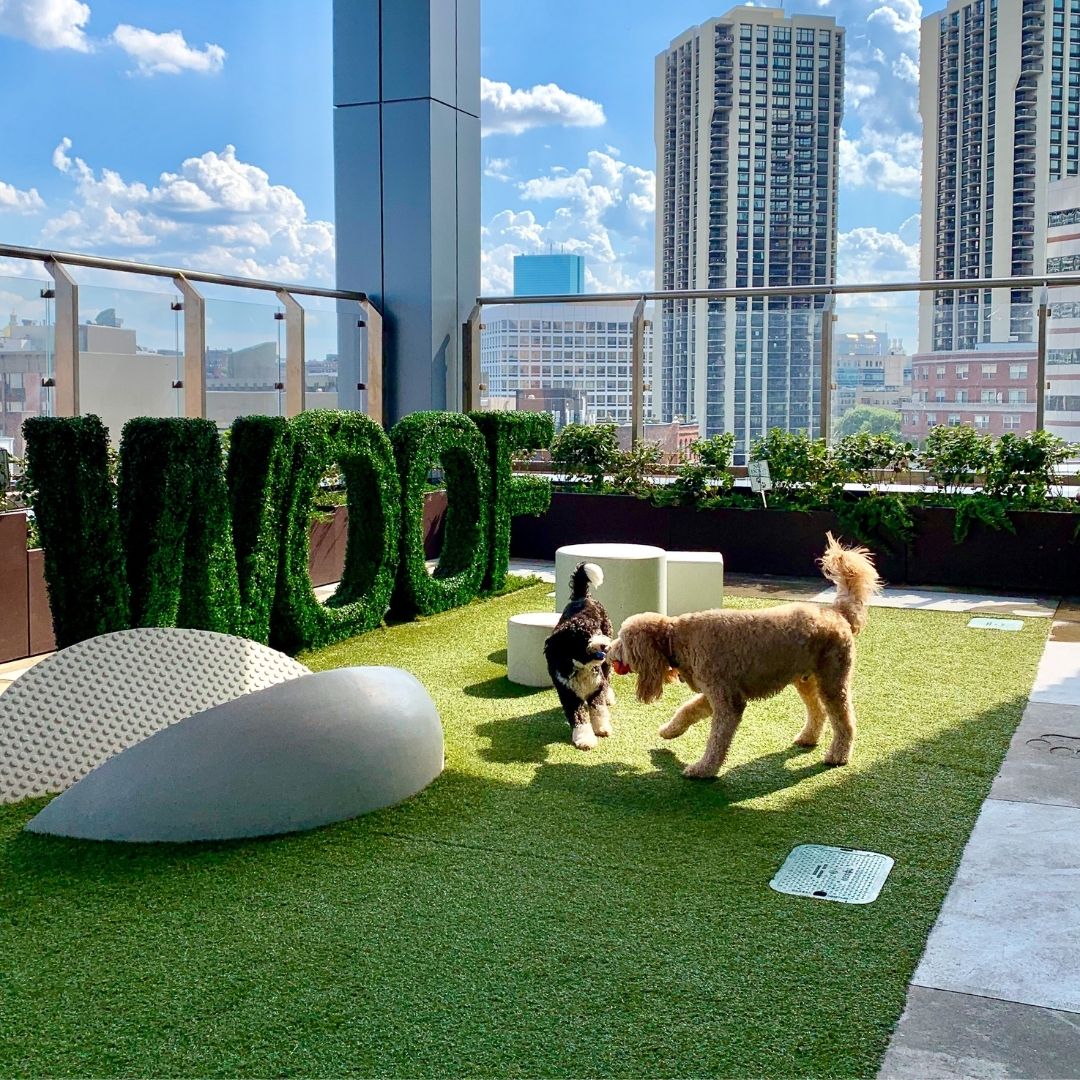 hub50house's tweet photo. When you and your bestie just need to get out on a Friday. #hub50pup #woofdeck @baxterminibernedoodle @bacchus_thedoodle https://t.co/SWhbcCjOrM