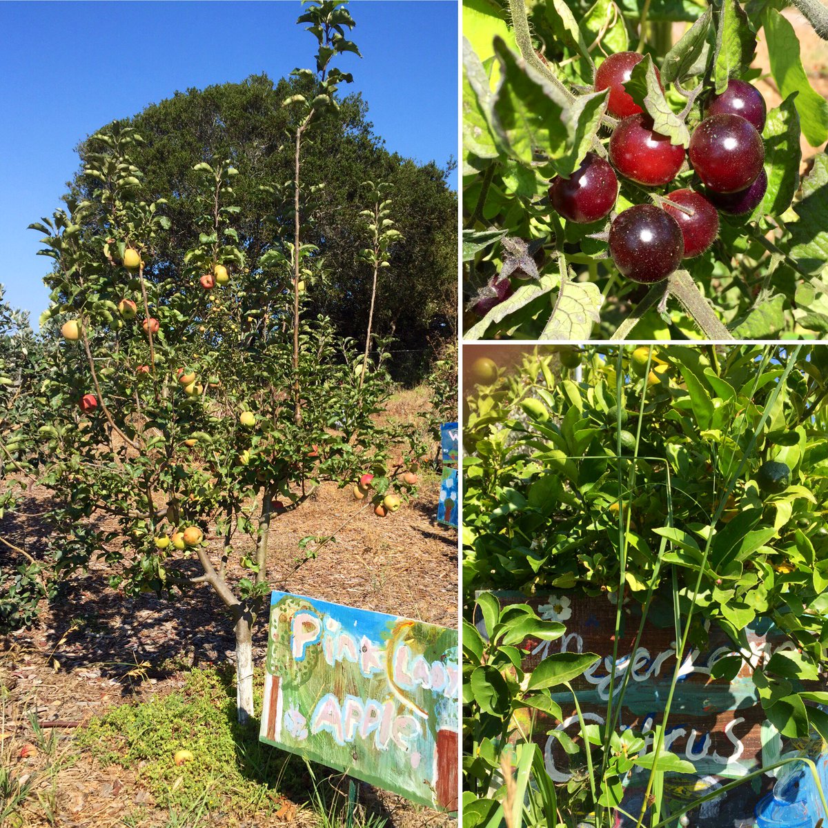 HallDistrict's tweet photo. Our #gardenclassroom may be quiet but it is still producing flowers, fruits &amp; veggies! #bewell #staystrong #behawksome @lifelabgarden @WholeKidsFnd @Common_Vision_ @F4LPVUSD DPC https://t.co/gwMvyHb4uC
