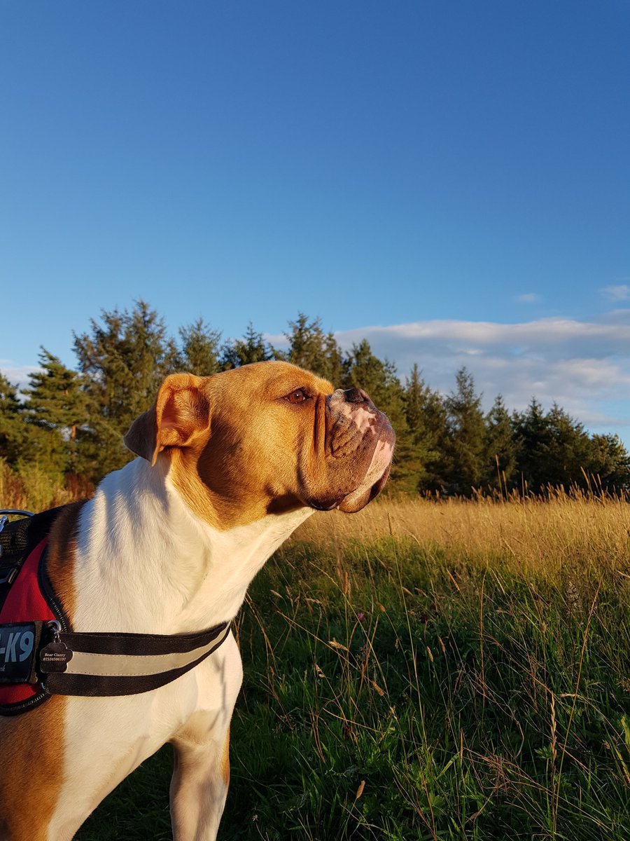 ArchitectureMad's tweet photo. Lovely walk tonight with Bear clear skys and crisp weather, now for curry, wine and a bit of rugby !! Have a good weekend !!
#northumberland #dog #curry #wine #Rugby #wife #notinanyorder !! https://t.co/j6ZeZCBt1Q