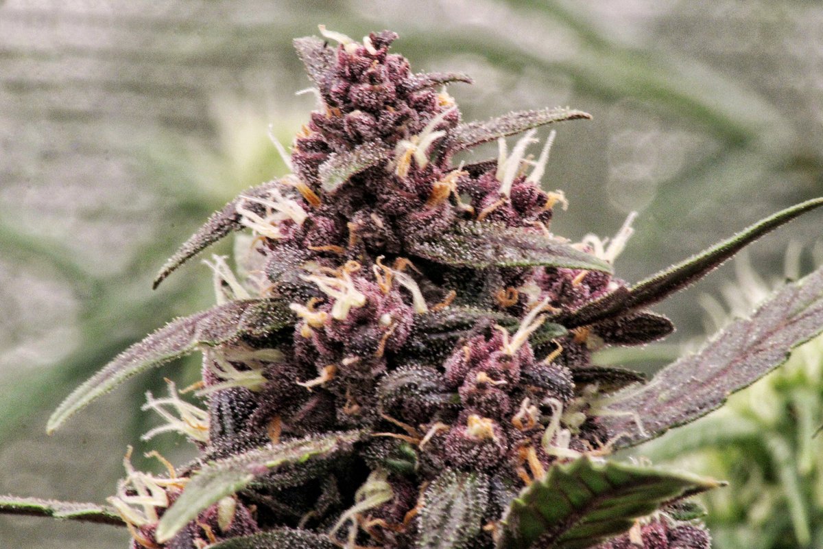 Greenseedtests's tweet photo. #Red_Poison_Auto de @sweetseeds_es en el cultivo. https://t.co/Snp5W4GzDN