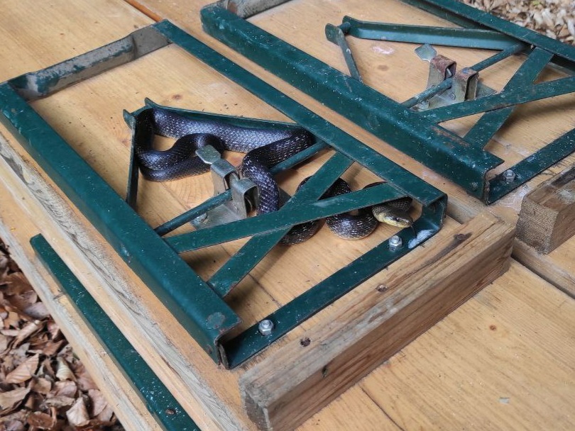 burgried's tweet photo. We're back again! With dragons and snakes! And plenty of scrub bashing, back-filling and lots of inspiring new ideas for this beautiful old place! 🐍🦎🕷️🌿 #heritage #preservation #volunteering #scrubbashing #dosomethingood https://t.co/ThXJ05l7SJ