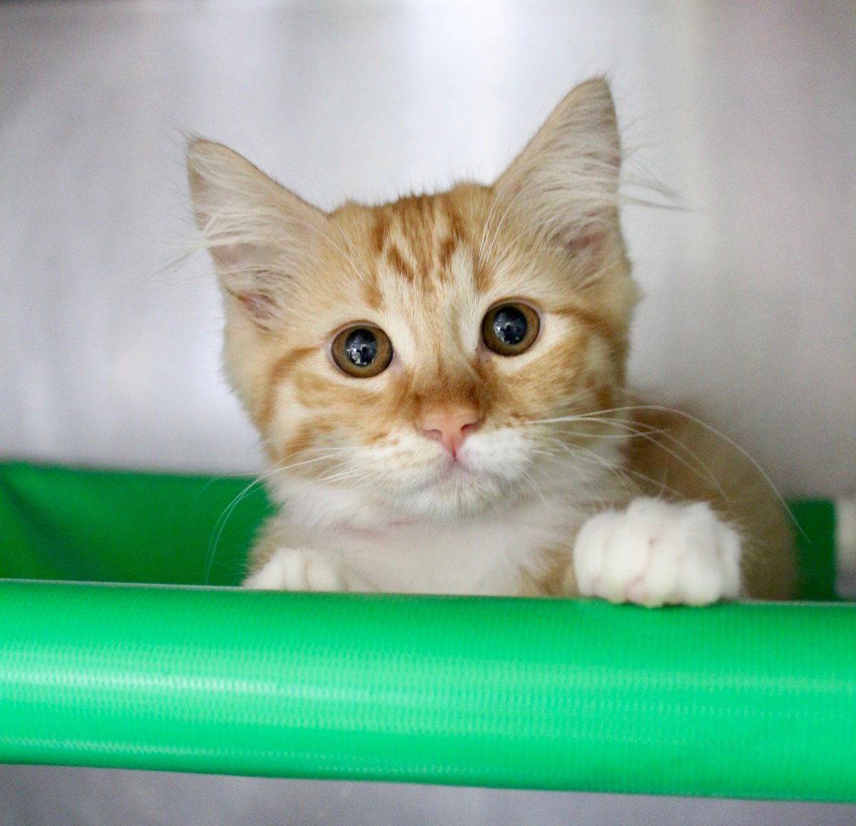 Willamette Humane On Twitter Hoping To Take Home A Kitten This Weekend Visit Meow Town At Petsmart At 2925 Lancaster In Salem See All Of The Cats At Meow Town Here Https T Co Tmljmlvfjg