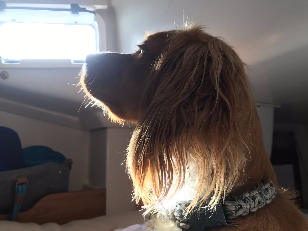 Good evening everypawdy! #dogsoftwitter #cockerspaniels