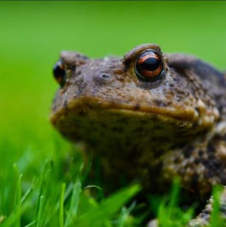 D_MartinPhotos's tweet photo. #ReptilesAndAmphibiansWeekend
Common toad, England https://t.co/rey4UfXR7k