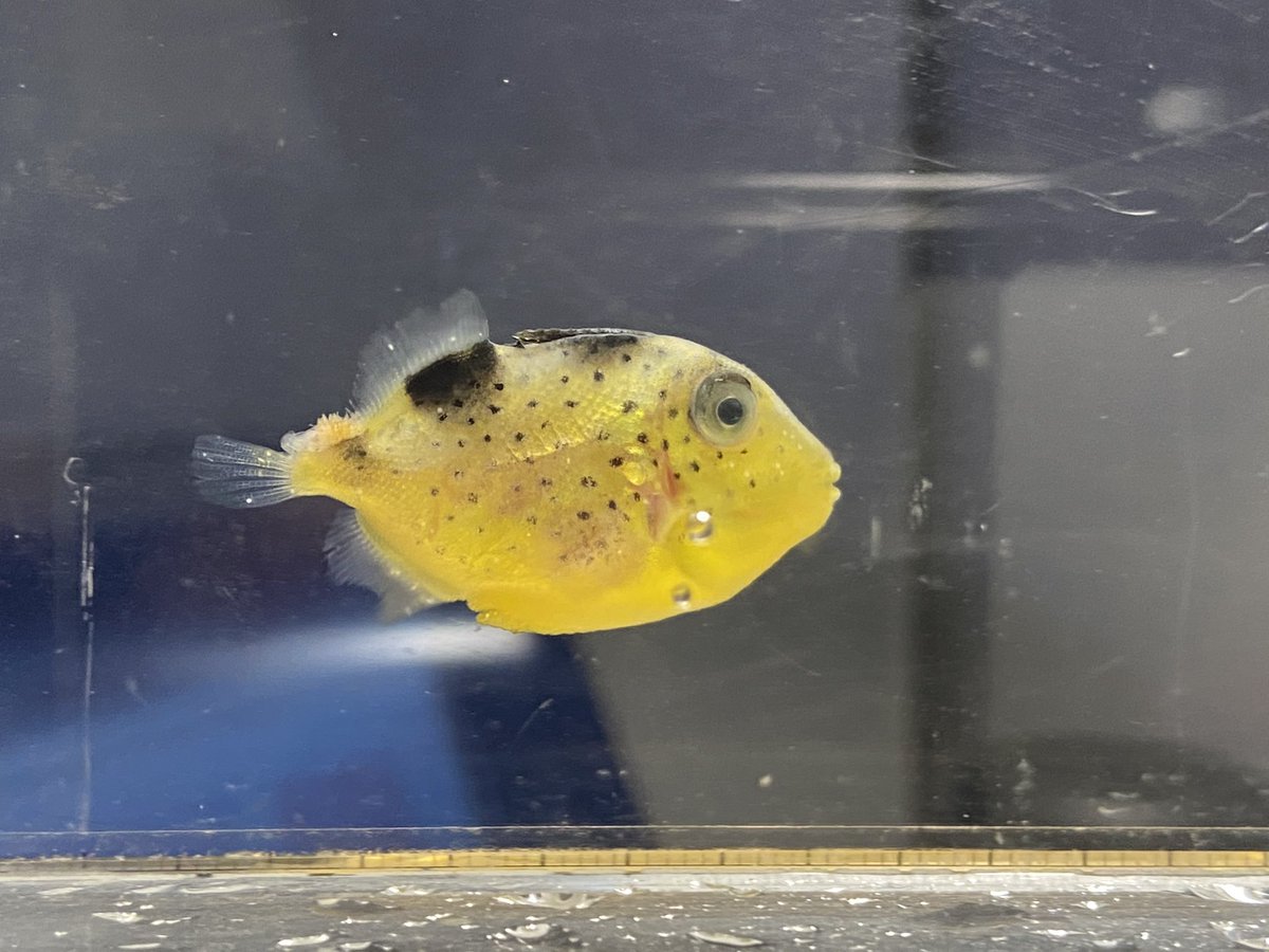 Sorari 先日採集して育てていたモンガラカワハギの幼魚がイソモンガラと判明しました 採集された例はあまり聞かず 成魚も非常に美しい魚です 今は白点療養中ですが 成長が本当に楽しみです