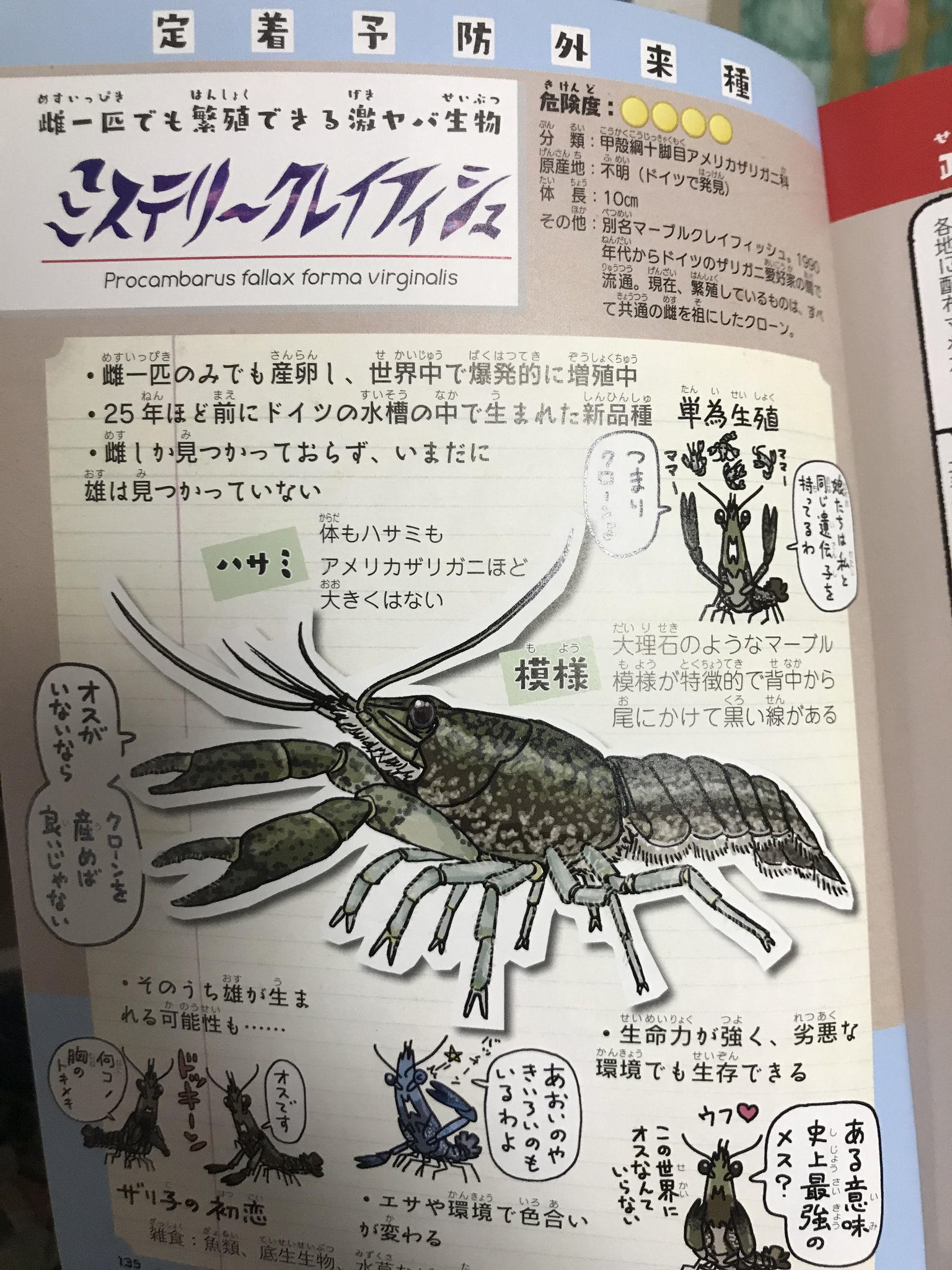 花園教会水族館 屈指の99 外来種水族館 外来種問題啓発で国連アワード2年連続受賞 On Twitter おはようございます 本日の聖書どうぶつ図鑑は ミステリークレイフィッシュ たまたまドイツの水槽で見つかった突然変異のザリガニ 単為生殖するザリガニで雌だけで
