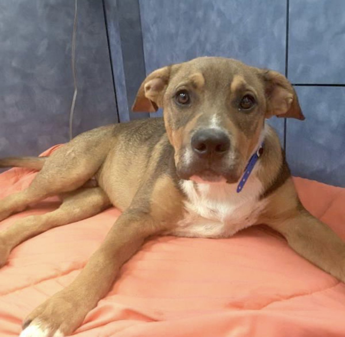 reddogsusie's tweet photo. RETURNED TO OWNER❤️❤️🎉
Trooper was delighted to see his owner! 😀
Huge thanks to everyone who shared him☺️
#Memphis #MASA509 https://t.co/y6d0DOldl0