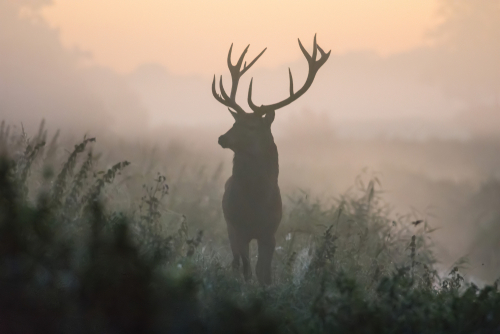 Shutterstock's tweet photo. Embrace the wild world around you, with inspiration from this year's #CreativeTrend 'Wild Life' 🐾 https://t.co/9QHTahKpLR https://t.co/audqEZicSy