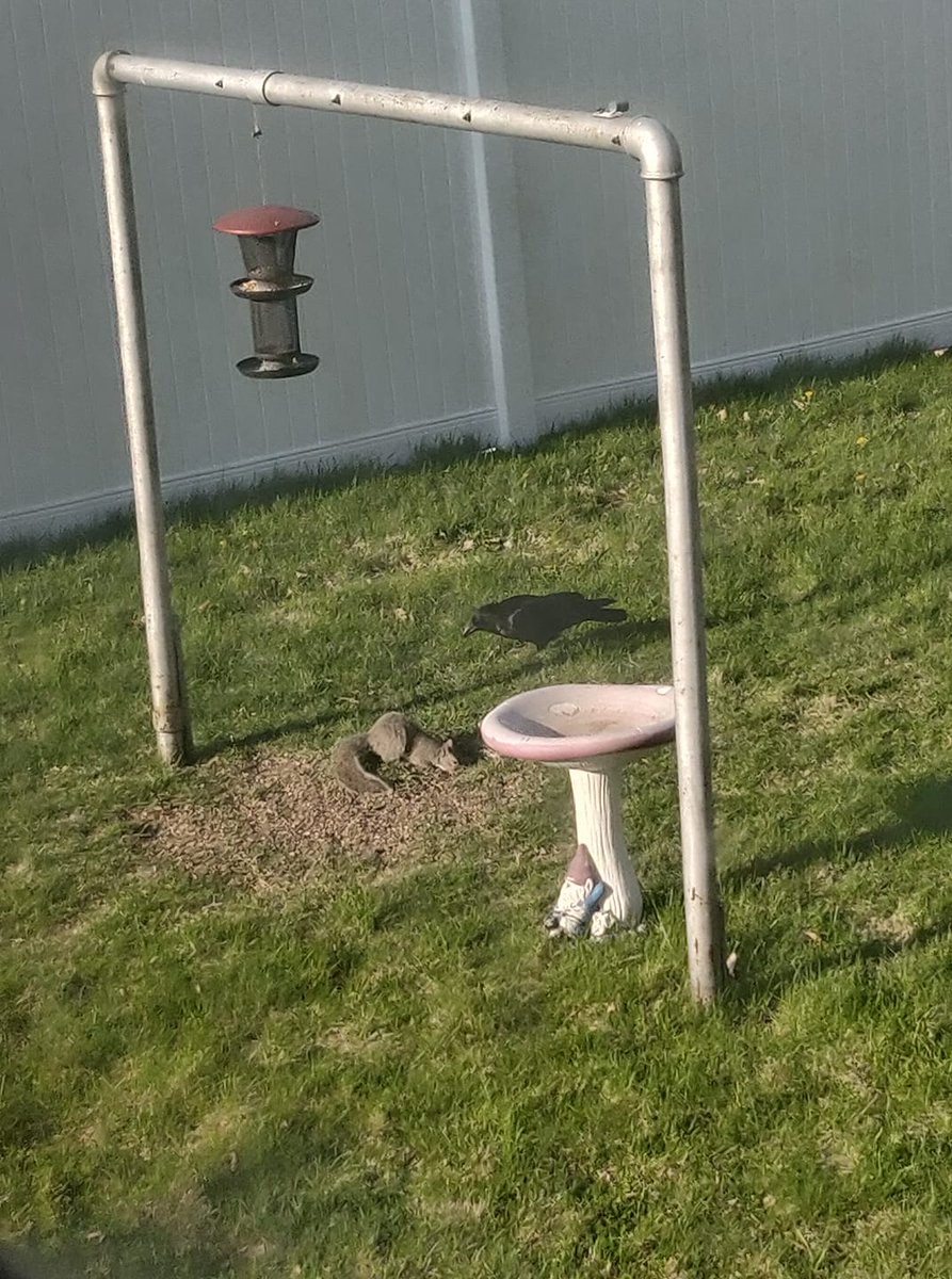 Fearless_Fresh's tweet photo. From watching squirrels and birds from the patio, to rescuing bunnies and baby ducks that wander in the garage... we are definitely getting our animal fix in still! #statefairhunt https://t.co/c5xujI68ad