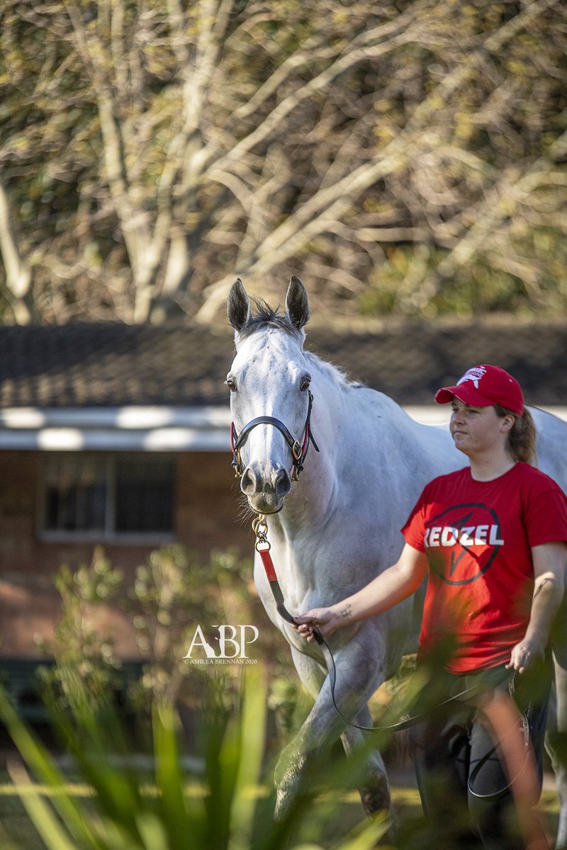 THE CANDY MAN has settled into his new surroundings at <a href="/SnowdenRacing1/">Snowden Racing</a> after arriving this week. It didn't take him long to figure out where the carrots were! 🥕 What a beauty he is.