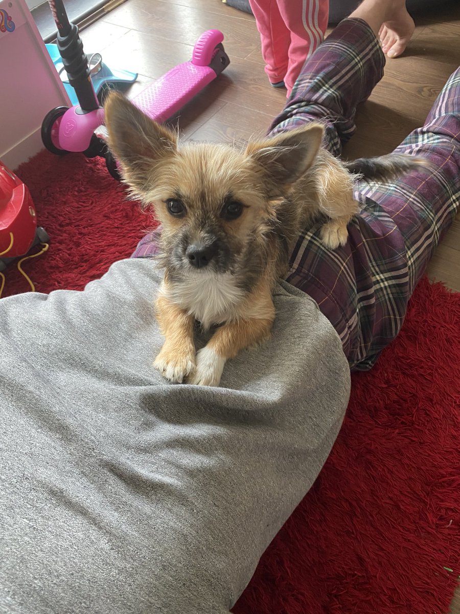 Arlo19P's tweet photo. My mumma bought me as a full chihuahua, she is now thinking she was tricked #shestilllovesme #puppy #Puppies #puppyeyes #dogs #dogsoftwitter #dogsofinstagram #dogsarelove #pets #animalslove https://t.co/opAcyeCEXV