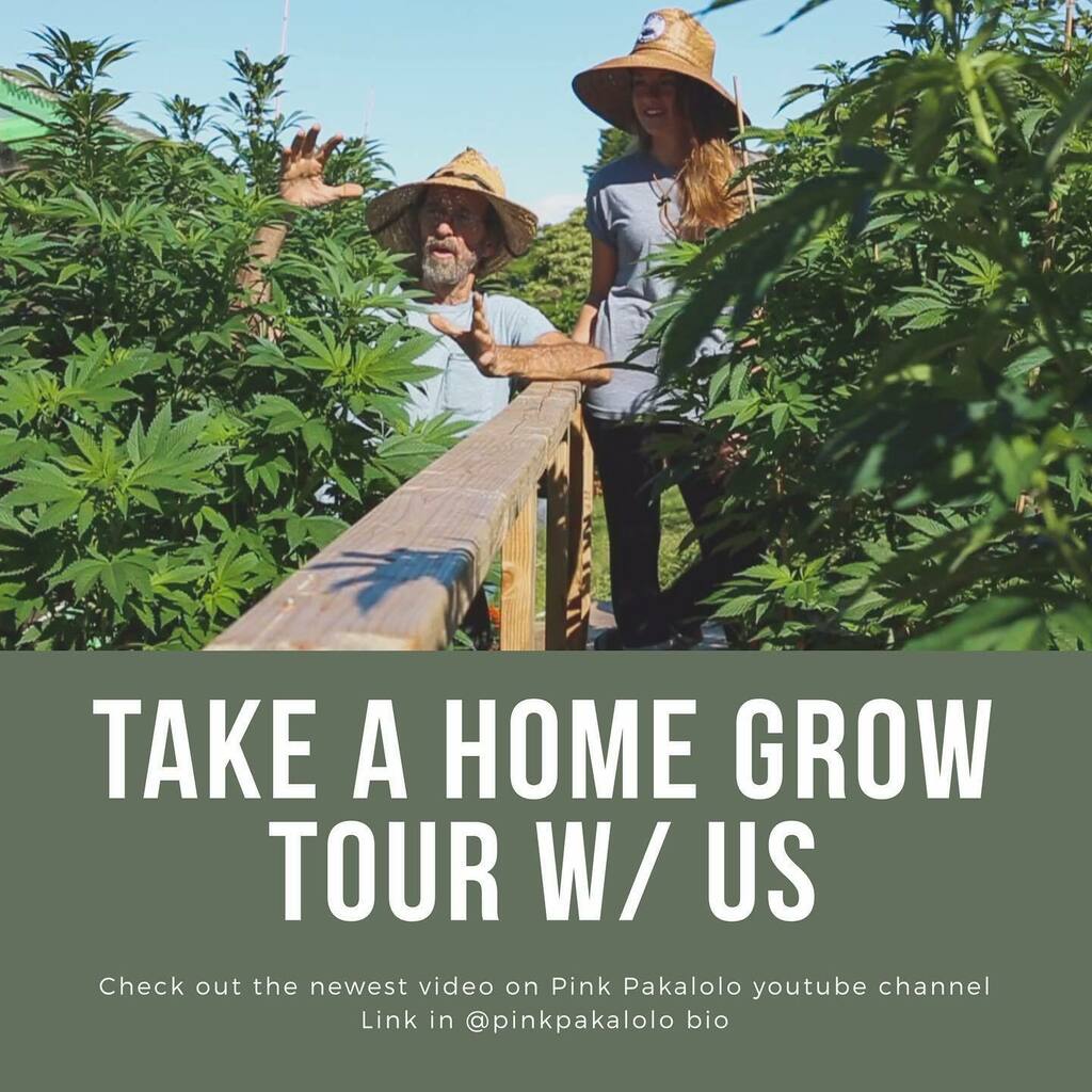 New video drop on the YouTube channel! 🔥
•
Search for ‘Pink Pakalolo’ on YouTube or click the link in bio 👈🏽
•
Unko Chris and I are excited to share this one as we take a tour of his home grow 🌱
•
While you’re visiting YouTube, please take a mome… instagr.am/p/CEub_l-BYjR/