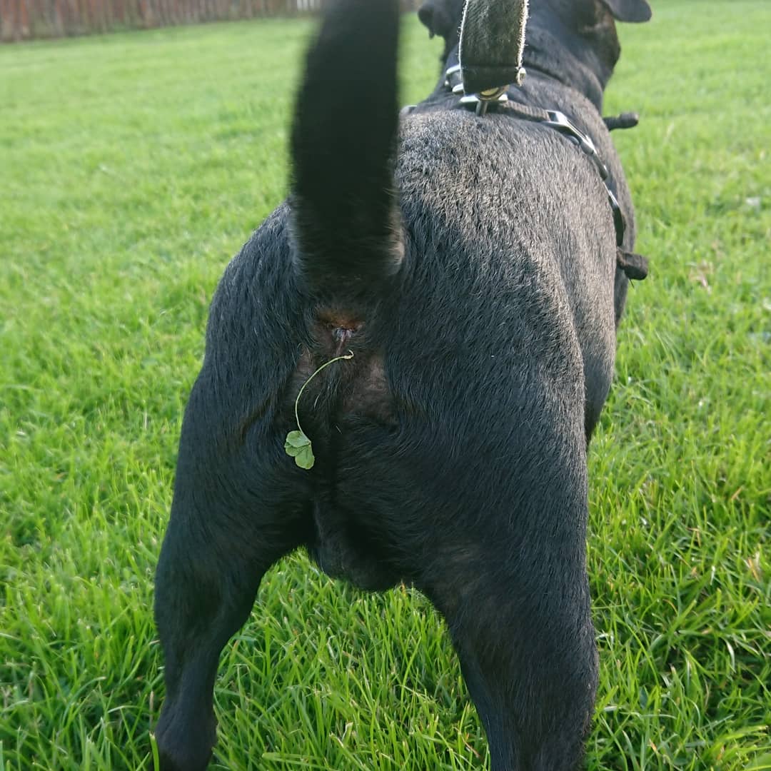 Jennife14435458's tweet photo. @dominicbrunt Get a dog they say, it'll be fun they say, you'll love it they say.... They don't tell you the pit falls though, I mean the shit that comes out this dogs arse but I never expected a clover 🍀 #luckyshit 🍀💩 hahahaha 🤣 🤣 your photo did make me laugh too 😂 sorry 😁 #lushview https://t.co/S4ITN3ULXD