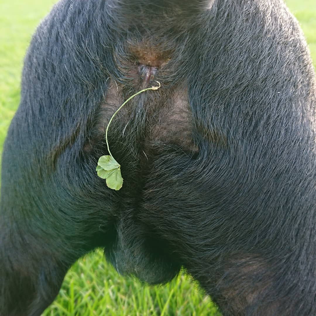 Jennife14435458's tweet photo. @dominicbrunt Get a dog they say, it'll be fun they say, you'll love it they say.... They don't tell you the pit falls though, I mean the shit that comes out this dogs arse but I never expected a clover 🍀 #luckyshit 🍀💩 hahahaha 🤣 🤣 your photo did make me laugh too 😂 sorry 😁 #lushview https://t.co/S4ITN3ULXD