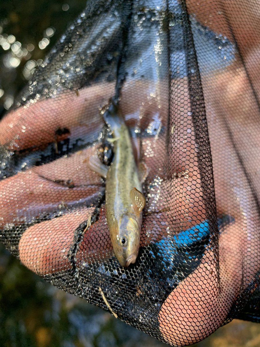 ColumbiaEstuary's tweet photo. Andy found this little #fish during another salvage effort on Gibbons Creek earlier this week. It's a very common type of minnow in our rivers. Do you know what species it is?
#whatsthatfish
#SteigerwaldReconnectionProject
#fishyfriday https://t.co/2zgwi2iGB0