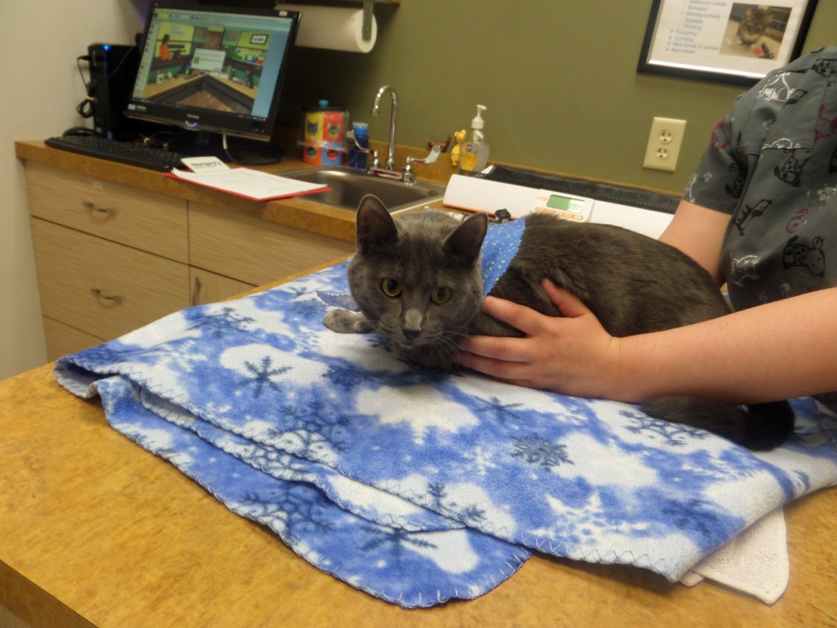 FourLakesVet's tweet photo. September is Animal Pain Awareness Month. It's a time to check in to see if your pet is exhibiting the following:
Decreased activity, not going up or down stairs, reluctance to jump up on surfaces and over licking or grooming a particular area.
-Gypsy https://t.co/CLNHeDR40R