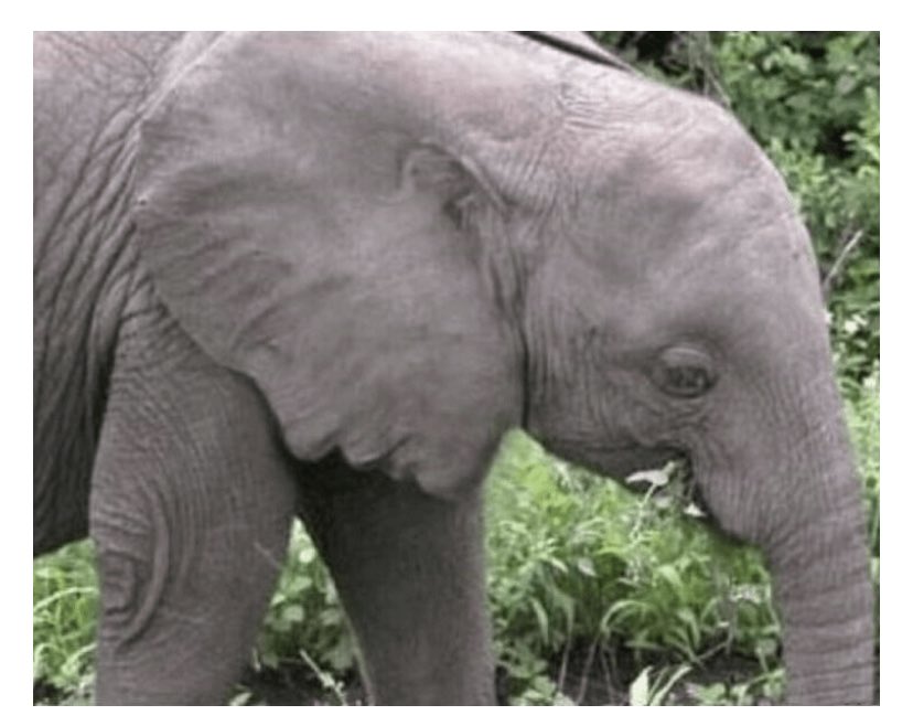 What do you see in the elephants ear?