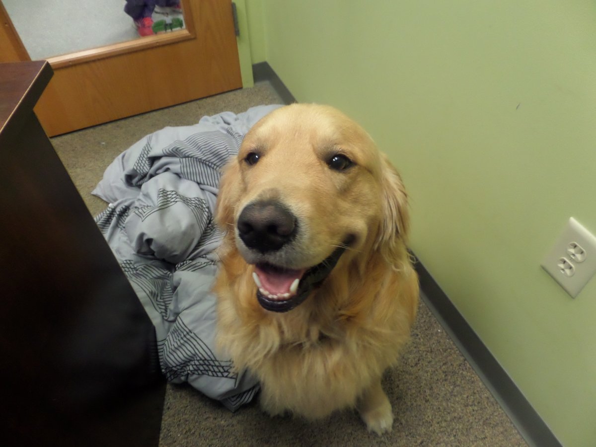 FourLakesVet's tweet photo. Your friends at Four Lakes are spending time with their families and pets today. 
If your pet needs assistance today, please check in with the emergency vet. The Four Lakes Crew will be here and back checking emails and messages tomorrow!
-Oscar https://t.co/3xCjafffJv