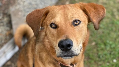 woofreport's tweet photo. 🐕 Read our latest newsletter and subscribe to get Woof Report in your inbox! 💌 https://t.co/6cenejHjrJ Beautiful "Dog of the Week" Ceiba is available from @RocketDogRescue in the SF Bay Area! https://t.co/BK8N08JEuE