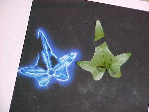 "The Torn Leaf Experiment", also known as the "Phantom Leaf Effect" is where you take an electrical photograph of a severed leaf, and you will see the entire leaf, which confirms clear as night and day that we indeed have a "light body" — a pre-material template.