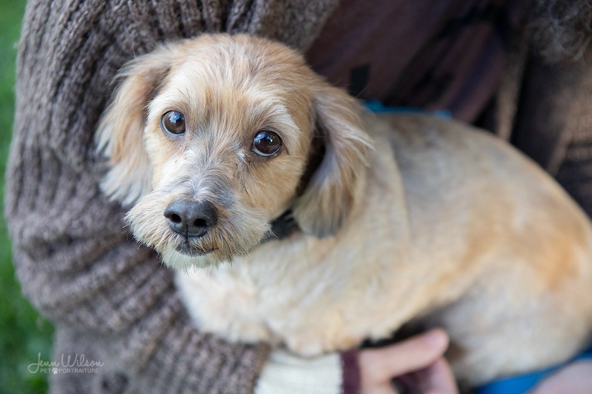 PoundDog911's tweet image. This soulful sweety is Xander and he is the first contestant for our 2021 calendar cover model.  Be sure to like his photo to vote for him if he is your favourite and also vote on Instagram and Facebook!
#calendarcontest #RescueDogs #covermodels #aintnothinglikeapounddog