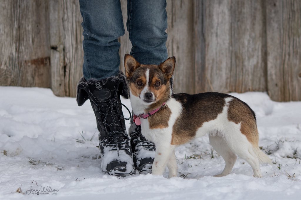 PoundDog911's tweet image. Adorable Wilma (was Harriett) is our 4th and final contestant for our 2021 calendar cover model.  Be sure to like her photo to vote for her if she’s your favourite and also vote on Instagram and Facebook! 
#calendarcontest #RescueDogs #covermodels #aintnothinglikeapounddog