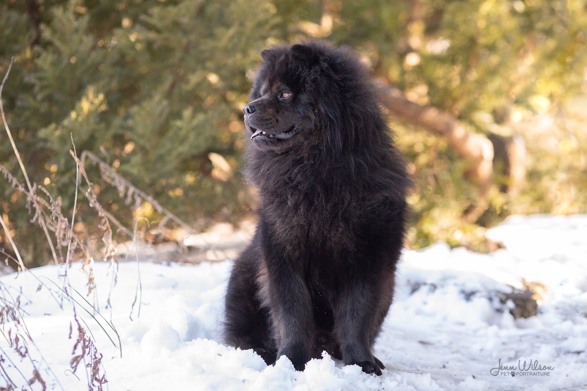 PoundDog911's tweet image. This stunner is Seamus (was Hiccup) and he’s the 2nd contestant for our 2021 calendar cover model. Be sure to like his photo to vote for him if he’s your favourite and also vote on Instagram and Facebook! 
#calendarcontest #RescueDogs #covermodels #aintnothinglikeapounddog