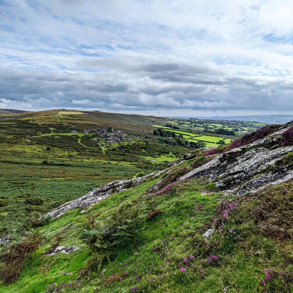 suecartwright's tweet photo. View from the top ... looking back towards Bonehill Rocks with Widecombe valley to the right and distant tors to the left; pretty with vibrant green grasses and bell heather. #moorland #views #tors #belltor #bonehillrocks #dartmoor #devon https://t.co/OYAq03Mcp0 https://t.co/pK6nfUiokq