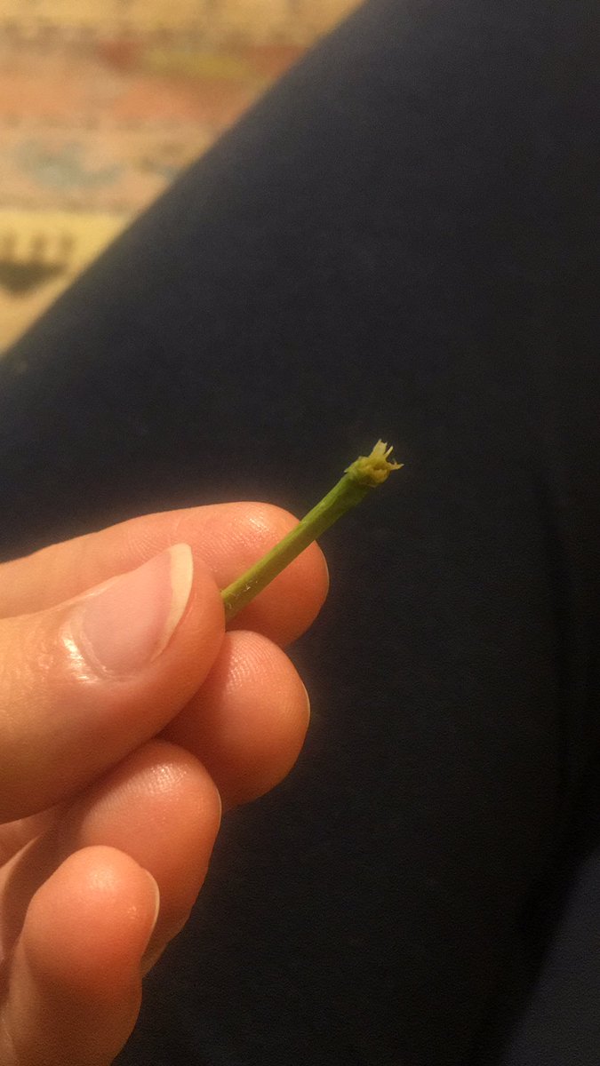 اونایی که از سیبشون ممکنه همین هم باقی نمونه کوت کنن همو پیدا کنیم😁