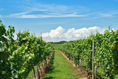 MagTours tweet media