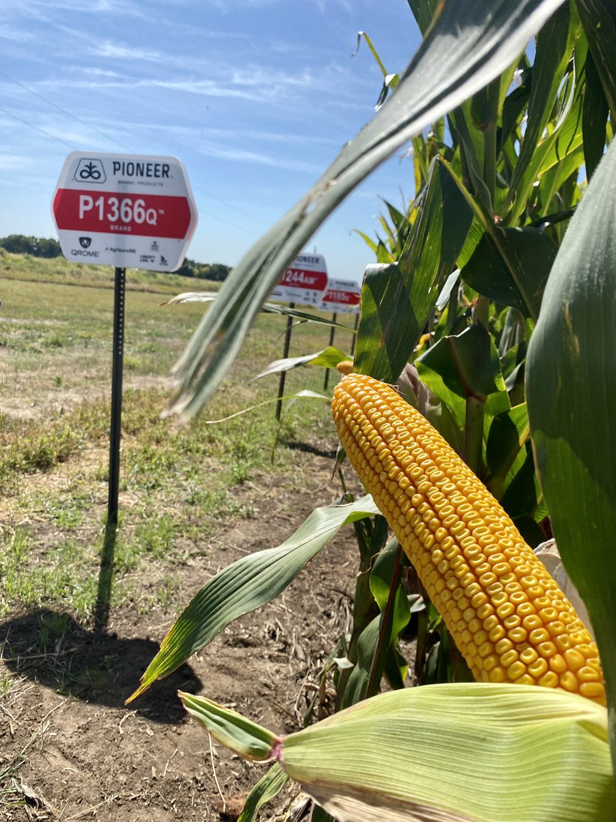 macy_marek's tweet photo. Check out the #QromeAdvantage of P1366Q and P1185Q in Southeast South Dakota! 

Also can’t forget the E3 bean plot that just keeps going! @PioneerSeeds https://t.co/yTaKr4S4vE