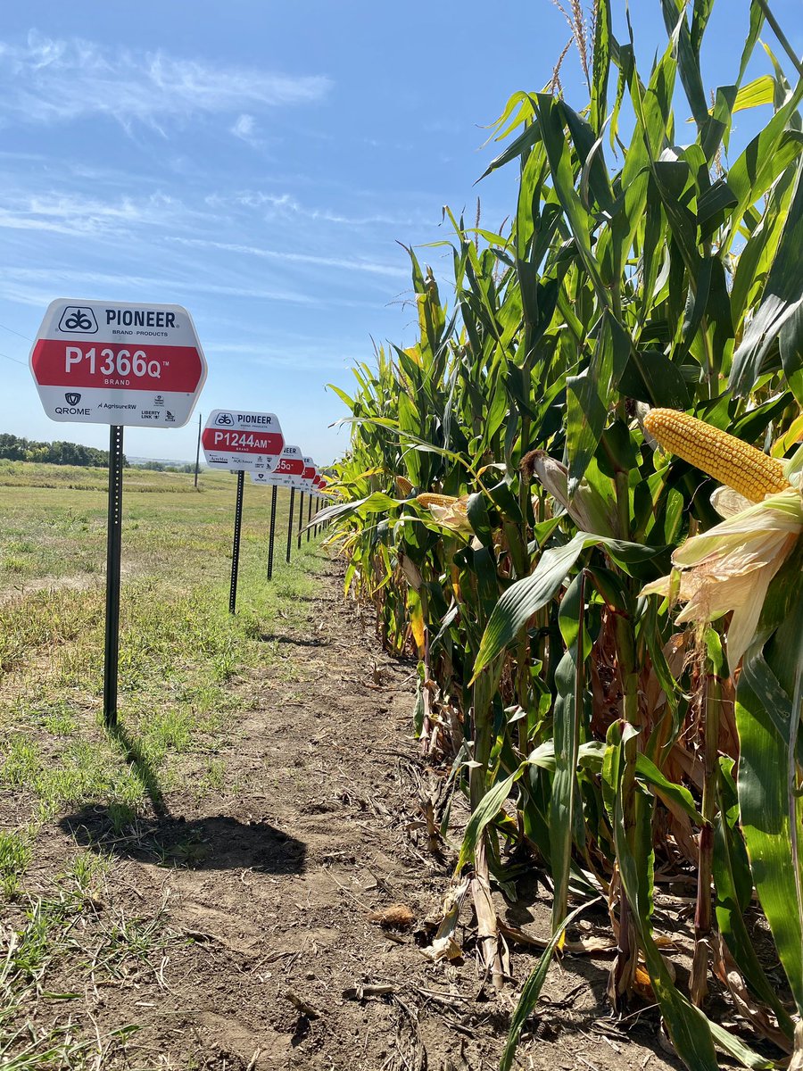 macy_marek's tweet photo. Check out the #QromeAdvantage of P1366Q and P1185Q in Southeast South Dakota! 

Also can’t forget the E3 bean plot that just keeps going! @PioneerSeeds https://t.co/yTaKr4S4vE