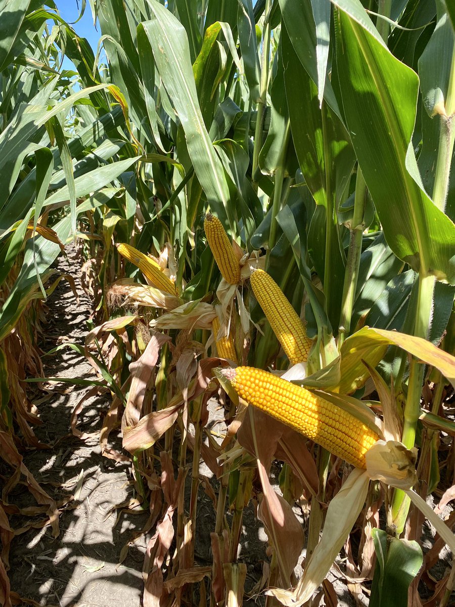 macy_marek's tweet photo. Check out the #QromeAdvantage of P1366Q and P1185Q in Southeast South Dakota! 

Also can’t forget the E3 bean plot that just keeps going! @PioneerSeeds https://t.co/yTaKr4S4vE