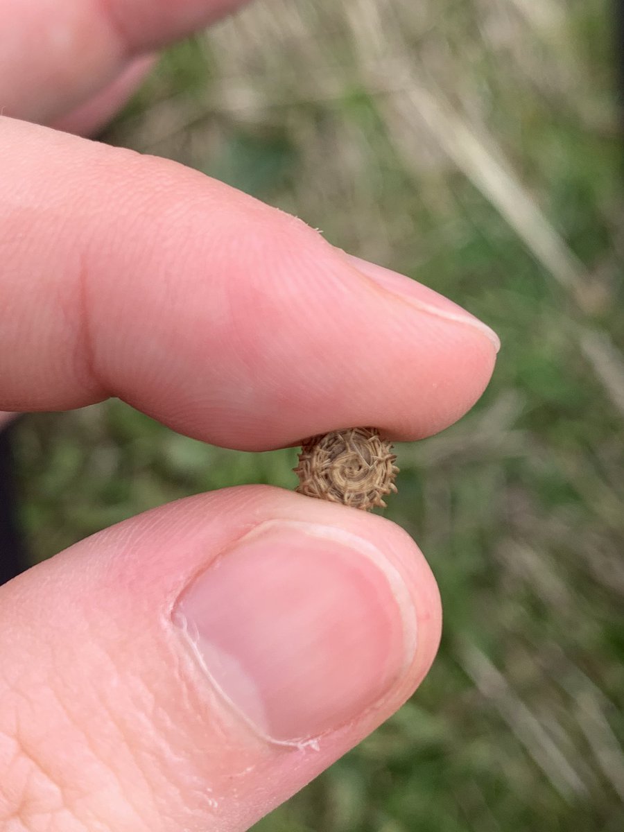 TrickeyAlice's tweet photo. A bur clover seed. Curled and covered in hooked prickles, they start out green and relatively soft, but quickly turn brown and hard. Inside the pod are several seeds, which are usually tan coloured and kidney shaped. I rather like them- I think they look like tiny, woven baskets! https://t.co/sZ9yGEadnB