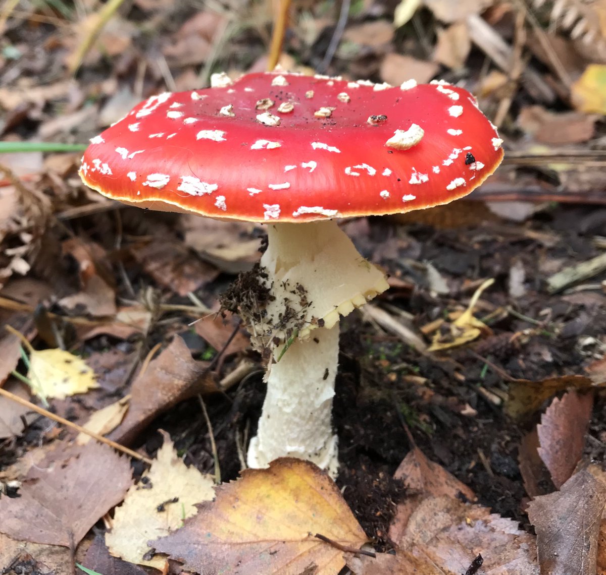 We are so pleased to finally be able to offer some small, safe, outdoor events for our Members 💚🍄wildmarlow.org.uk/events.php