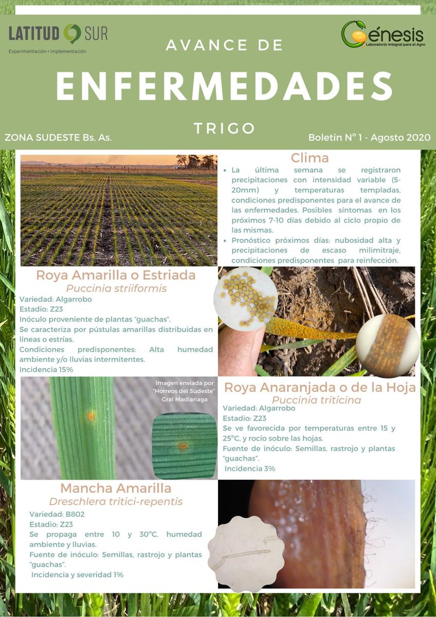TandilGenesis's tweet photo. Boletín N° 1 ENFERMEDADES en #trigo Agosto 2020 para zona #sudeste. Elaborado en conjunto con @latitudsuragro https://t.co/auaqDGgNwz