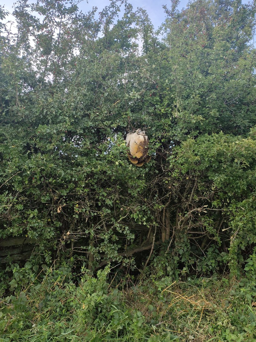 Charles Austin tweet media