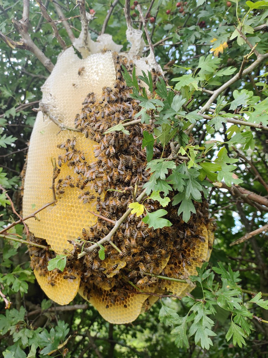 Farmer called me to a colony stopping the hedges being cut.  It was close to starving, dropped in a nuc so hopefully it'll recover. Got to keep the farmers happy.👍😎