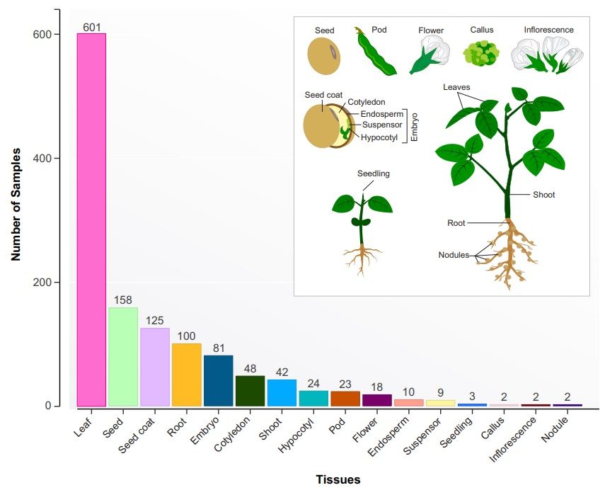 sci_plant's tweet photo. Systematic analysis of 1298 RNA‐Seq samples and construction of a comprehensive soybean (Glycine max) expression atlas

https://t.co/1DLEj9bJAk
#plantsci #PlantSystematic #1298RNA‐Seq ♻️ https://t.co/QU7henN3qF