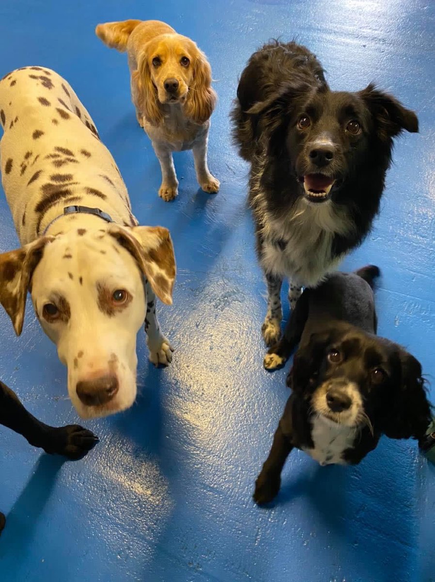 EmpawriumPaws's tweet photo. #FriendshipMonth #September2020 #PlayPawsDoggyDayCare #PlayPawsEmpawrium
#dogsofinstagram #puppiesofinstagram
#instadogs #dogsofinsta #dogsoftwitter #dogsoffacebook #dogsoftumblr #furbuddies #furbabies #essexdogs #mansbestfriend
#doglife #welovedogs #itsadogslife #dogs https://t.co/xtszf0IK8i
