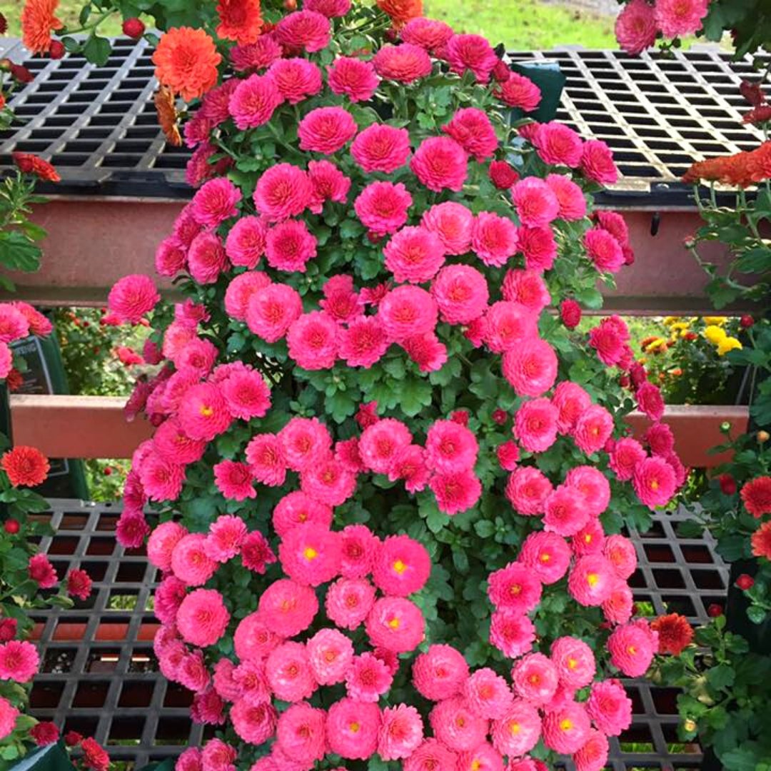 amahort's tweet photo. Happy Labour Day Weekend from our team at A.M.A. Wishing you and your families an extremely happy and safe holiday weekend!
@alsflowerpouch
#laborday #labourday #holiday #fall #mums #labourdayweekend #labordayweekend #afp #ama #fallmums #amasolutions #amahort #alsflowerpouch https://t.co/GDNZXTsAWg